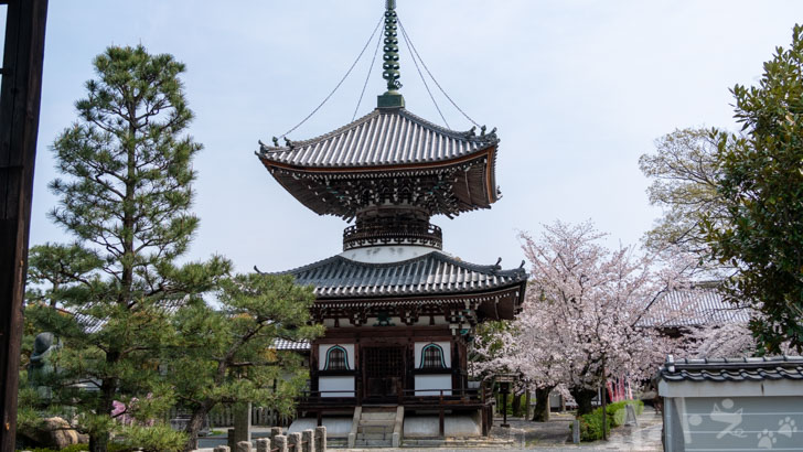 京都本法寺の桜
