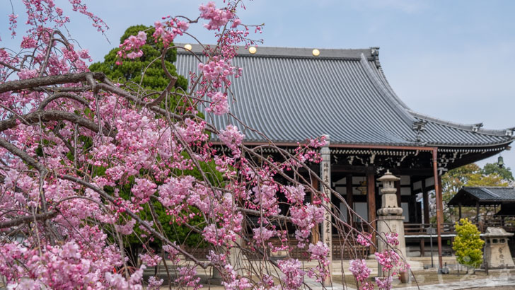 京都妙顕寺の桜