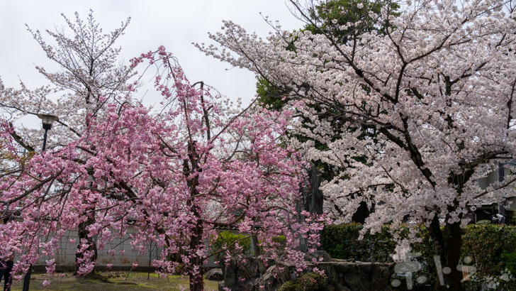 京都妙顕寺の桜